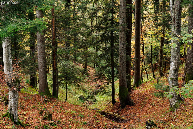 Image des couleurs d'automne dans la fort du Parmelan en Haute Savoie