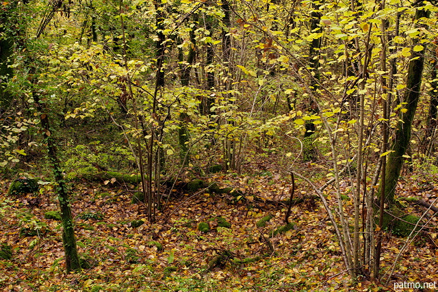 Photo d'un sous bois en automne