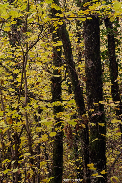 Photo d'un dtail d'un sous bois d'automne