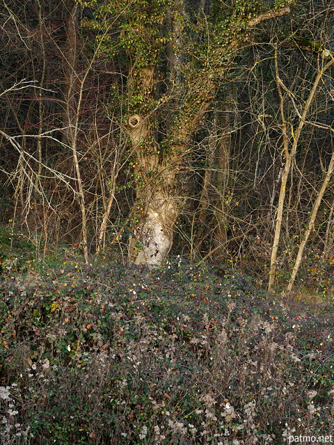 Photographie de l'orée de la forêt dans la campagne de Haute Savoie