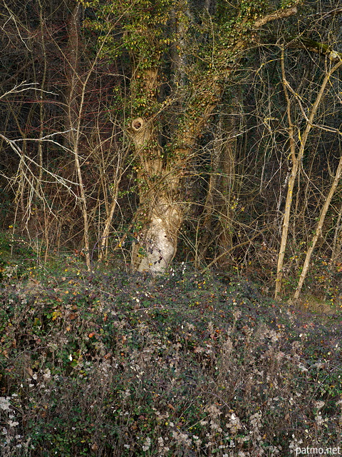 Photographie de l'ore de la fort dans la campagne de Haute Savoie