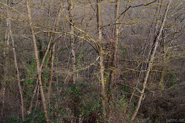 Image of the forest under the last autumn light