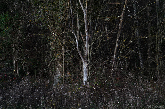 Image de l'ore d'une fort sous la toute dernire lumire de l'automne