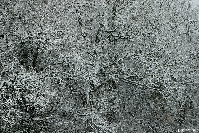 Photo de chutes de neige sur la fort