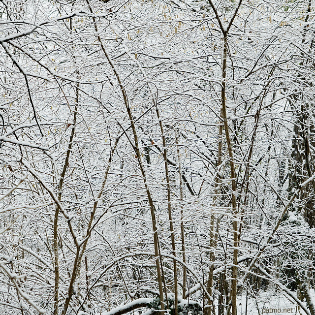 Photo de sous bois enneigs