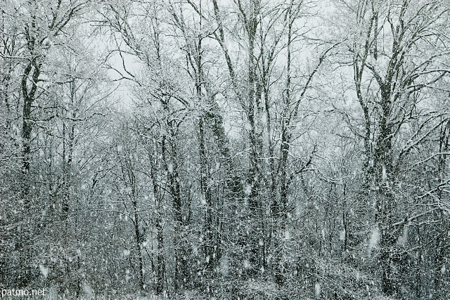 Photo de flocons sur la fort en Haute Savoie