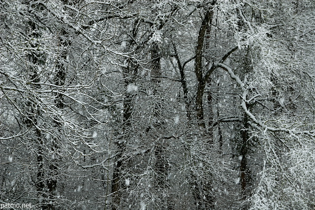 Photo de neige sur la fort en Haute Savoie