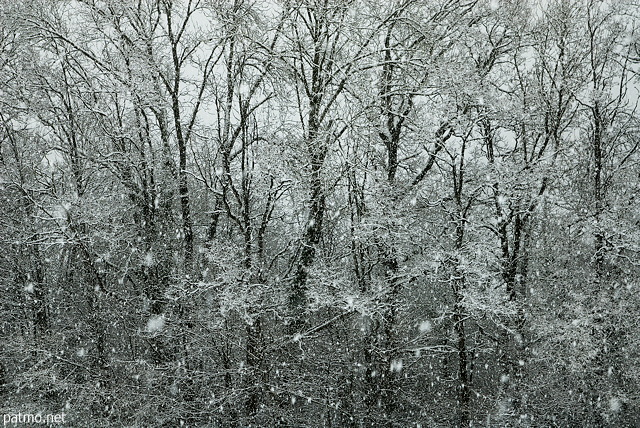 Photo of forest edge under snow storm