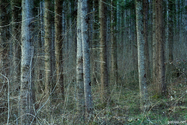 Photo de forêt avec multi expositions