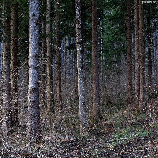Image d'une forêt de résineux sur le plateau des Daines à Chaumont en Haute Savoie