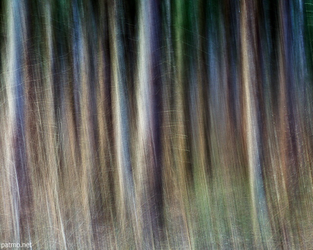 Image de fil d'arbres en fort