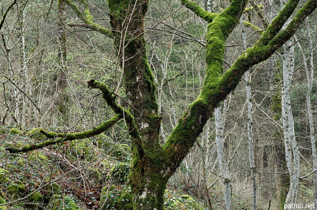 Photo de la fourche d'un vieil arbre recouverte de mousse