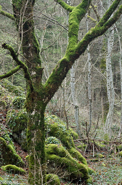 Photo d'un vieil arbre fourchu couvert de mousse