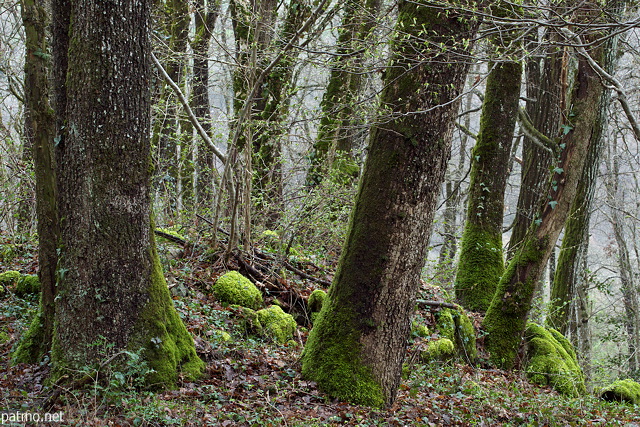 Image of trees in the forest at the begining of springtime