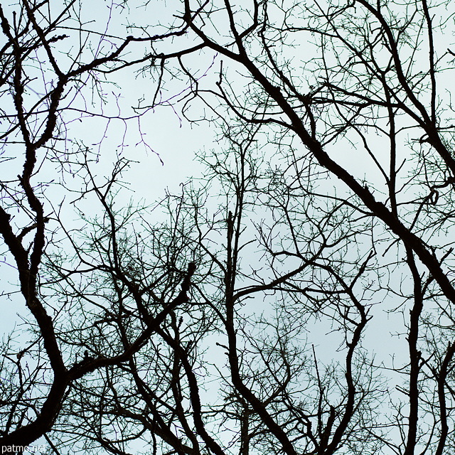 Photographie de branches en contre jour
