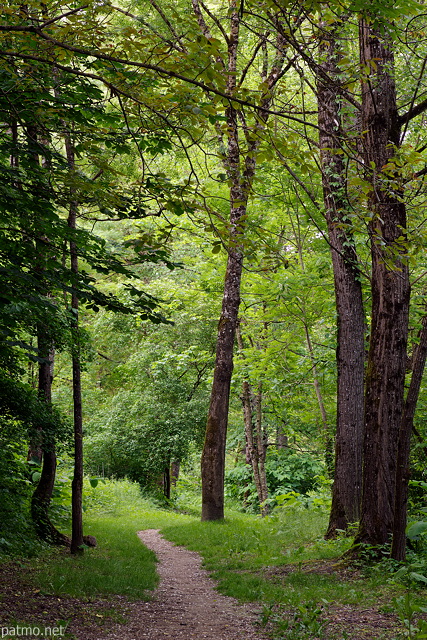 Image d'un chemin  travers la fort qui borde les Usses