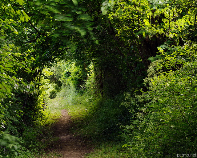 Image d'un sentier sous la verdure printanire