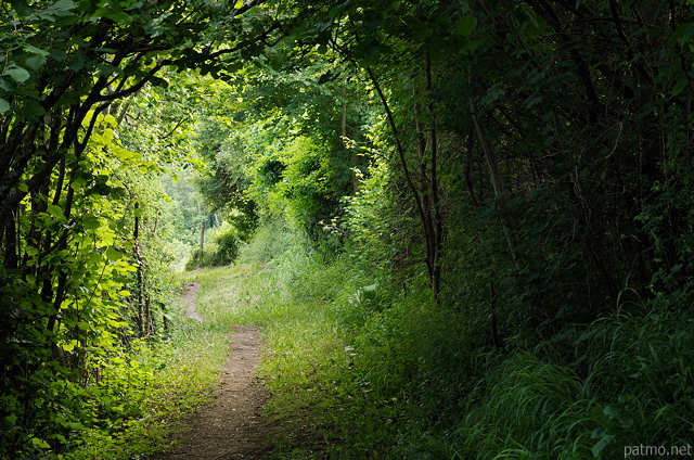 Photo d'un sentier sous les arbres dans la campagne de Haute Savoie