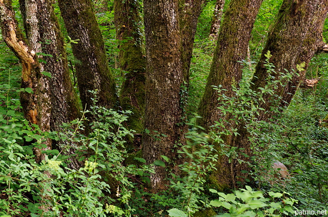 Image d'un vieux chêne à plusieurs troncs