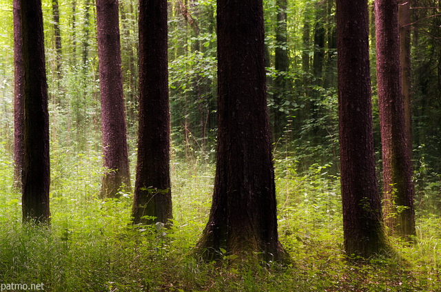 Image de fort au printemps avec lger effet de fil