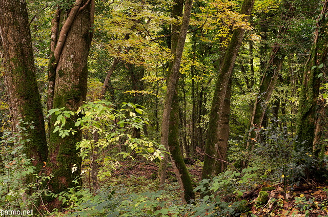 Photo des couleurs d'automne en sous bois dans la forêt du Vuache