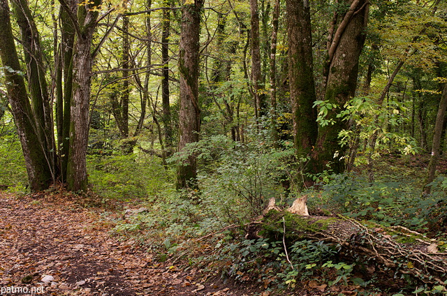 Photo de sous bois d'automne  Savigny en Haute Savoie