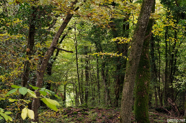 Photograph of an autumn woodland in Vuache mountain