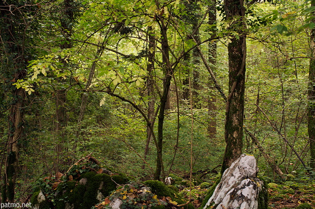 Image of a warm autumn light in the forest of Vuache mountain