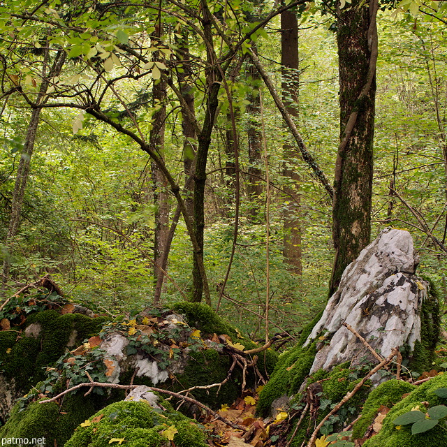 Photo de sous bois clairs par la lumire d'automne