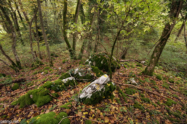 Photographie de sous bois en automne dans la forêt de Savigny en Haute Savoie