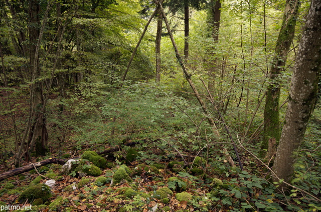 Image de la nature en automne dans la fort de la montagne du Vuache