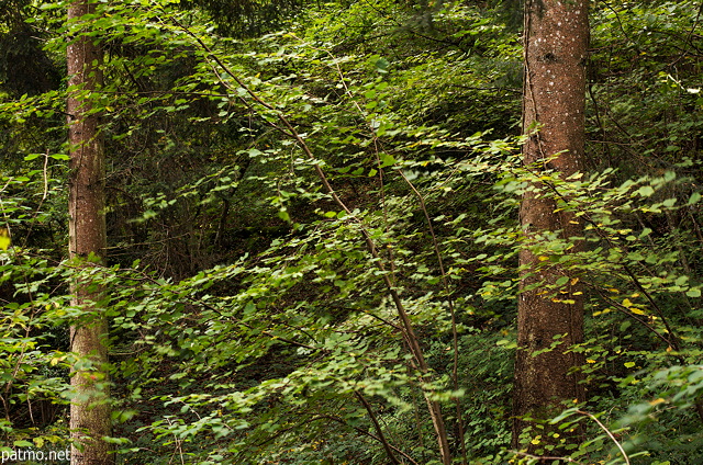 Photo of the light of an autumn day in the forest of Vuache mountain