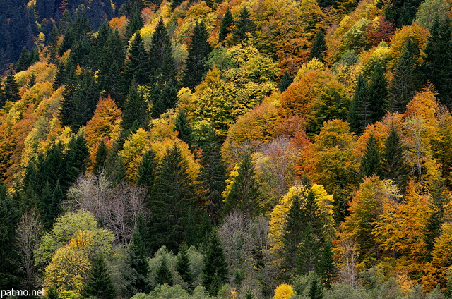 Photo de la palette des couleurs de l'automne sur la forêt des montagnes autour de Bellevaux