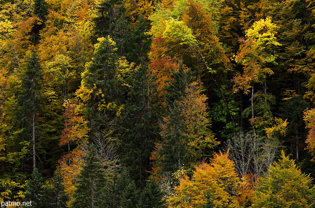 Image de feuillus et de conifères en automne dans les montagnes du Chablais