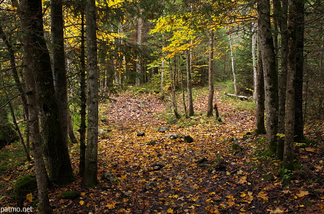 Image du sentier dans la fort au bord du lac de Vallon  Bellevaux