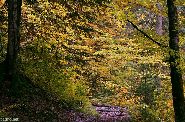 Photo de l'ambiance d'automne sur le sentier de la cascade de la Diomaz à Bellevaux