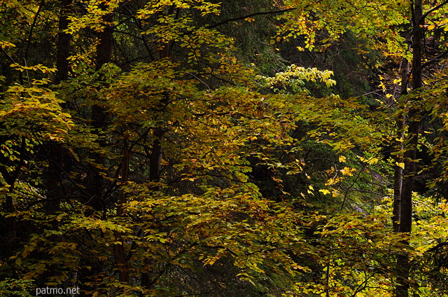 Photographie de feuillages d'automne colorés dans la forêt de Bellevaux en Haute Savoie