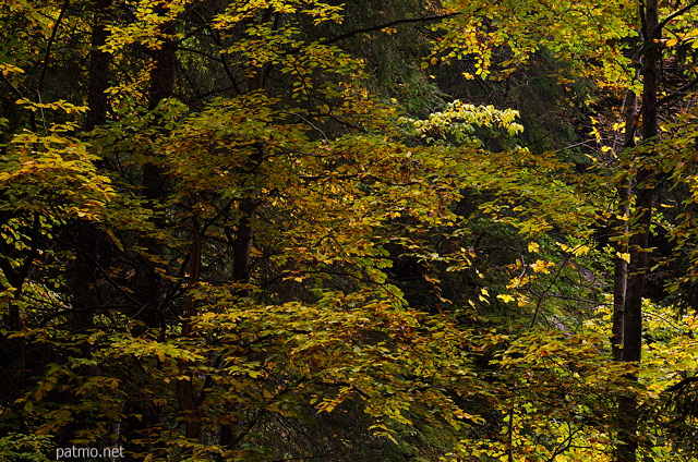 Photographie de feuillages d'automne colors dans la fort de Bellevaux en Haute Savoie