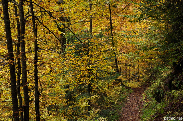 Photographie d'un petit chemin  travers la fort d'automne en Haute Savoie