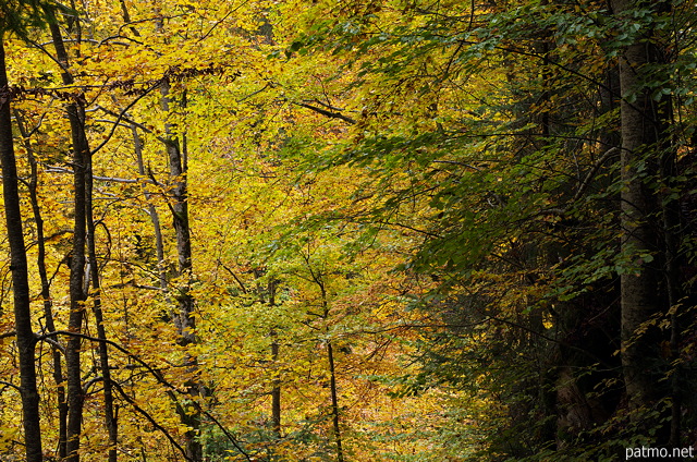 Photo des couleurs chaudes de l'automne dans la forêt de Bellevaux