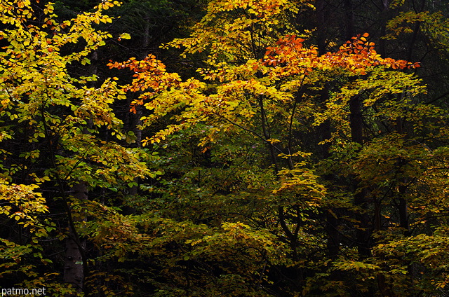 Image d'un automne flamboyant dans la forêt de Bellevaux en Haute Savoie
