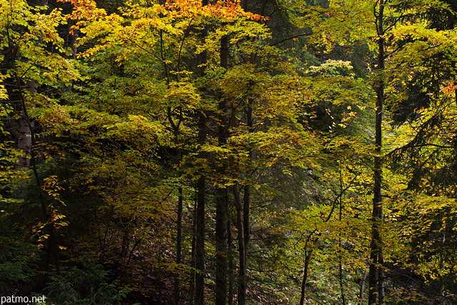 Photo de l'ambiance d'automne dans la fort de Bellevaux en Haute Savoie