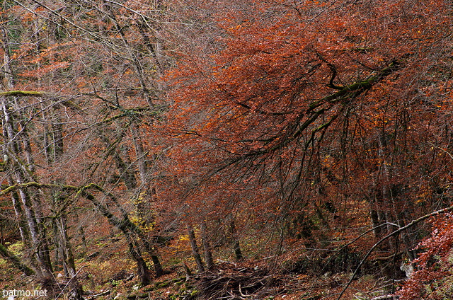 Photo du feuillage d'automne dans la ripisylve au bord du Fier