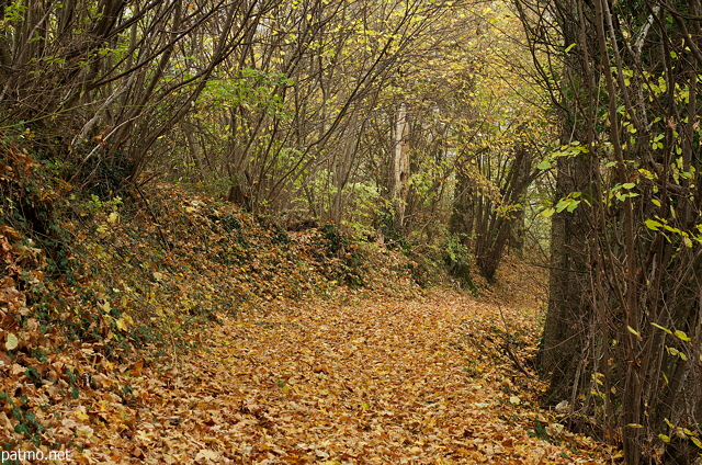 Photo d'un chemin forestier en automne