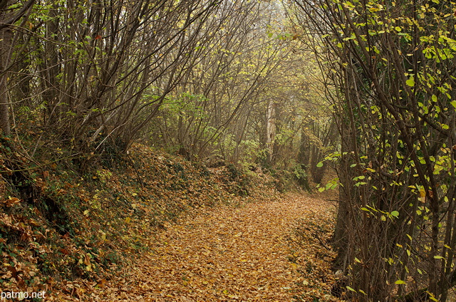 Picture of an underwood path in autumn