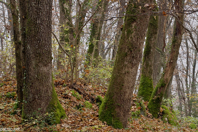 Autumn forest image