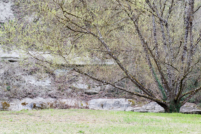 Photo d'un arbre en bourgeons au bord de la rivire des Usses