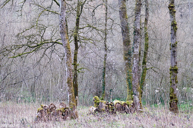 Image des prmices du printemps dans la fort au bord des Usses