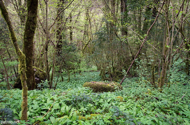 Photo du printemps verdoyant dans la forêt qui borde la Valserine à Châtillon en Michaille