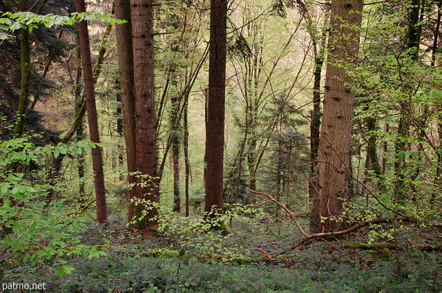 Photo du printemps dans la fort du Massif des Bauges  Hry sur Alby